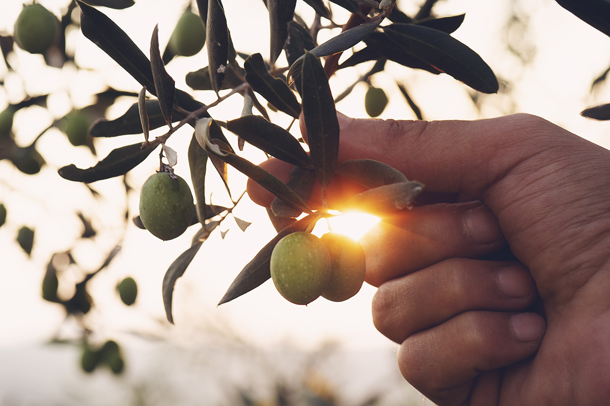 What is the Mediterranean Diet and why is it rated top in the world?