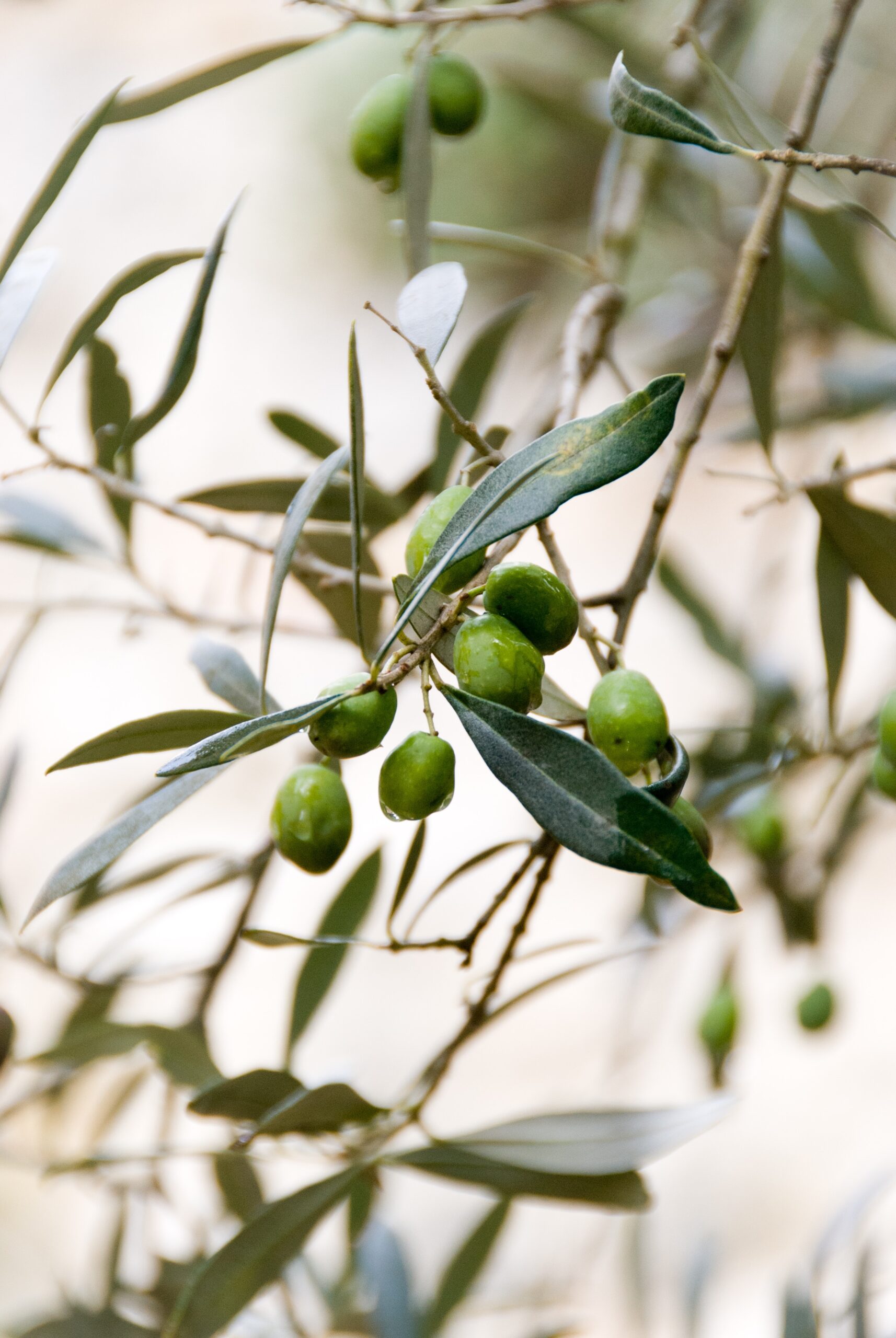 Why the First Olives of the Season Make the Best Olive Oil