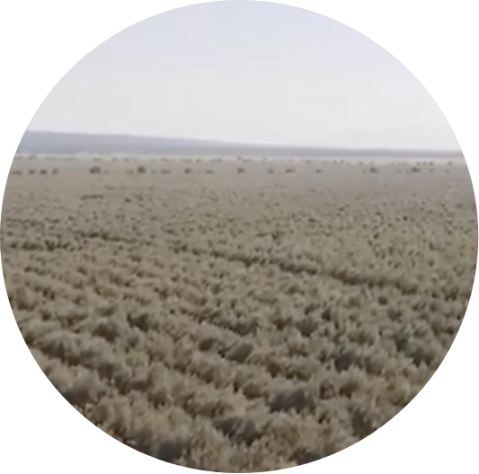 Star - Origin - Video