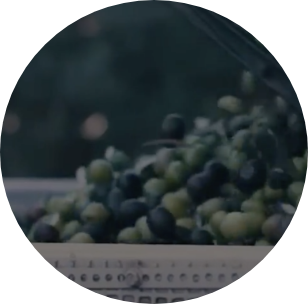 Star - Quality - Video