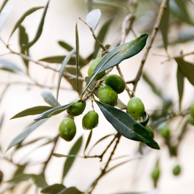 star first harvest olive oil